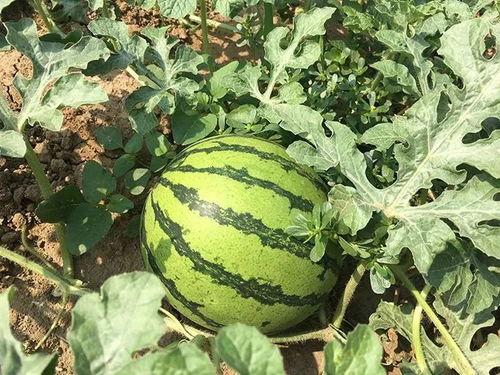 明仔吃瓜,揭秘娱乐圈幕后真相