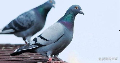 鸽子吃不吃方瓜,揭秘鸽子的饮食习惯