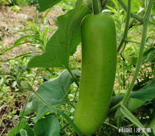 瓠子瓜应该怎么吃,解锁健康美味新体验