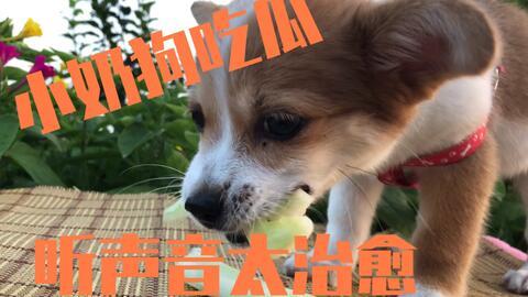 吃瓜狗态,网络热词背后的社会现象