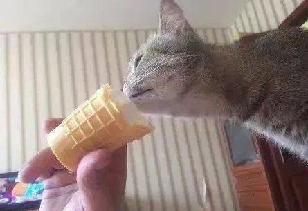 猫吃冰淇淋瓜,冰淇淋瓜的诱惑之旅
