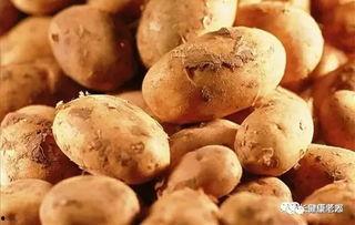 春吃芽夏吃瓜解释,四季养生之道