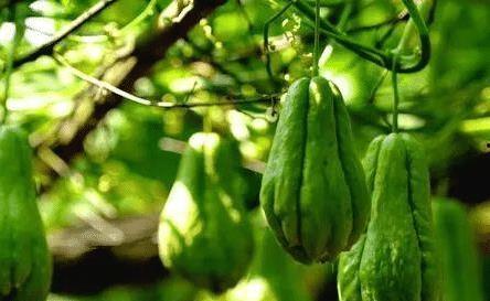 刺瓜和结瓜可以吃吗,揭秘可食用之谜