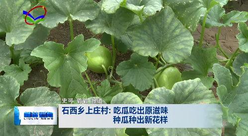 石医吃瓜,揭秘娱乐圈的幕后故事